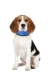 Preview: Cooling collar in 3 sizes