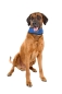 Preview: Cooling collar in 3 sizes