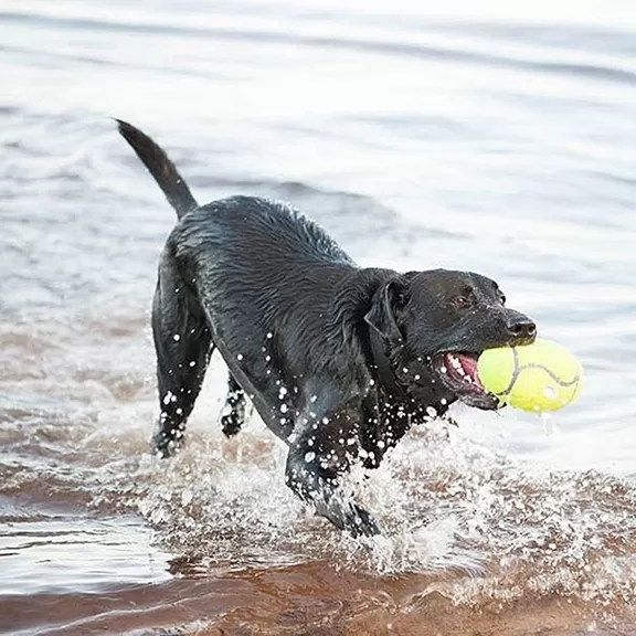 AirDog Football