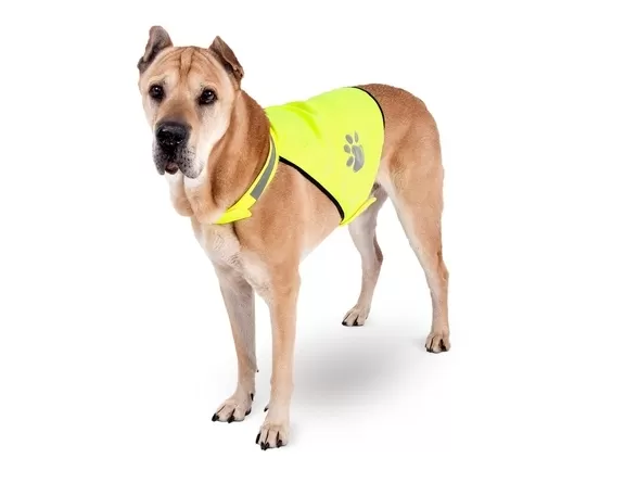 Safety vest for night walks